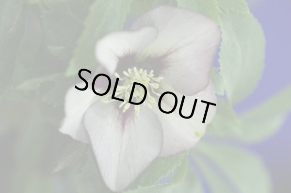 画像7: クリスマスローズ　シングルネクタリー系 (7)