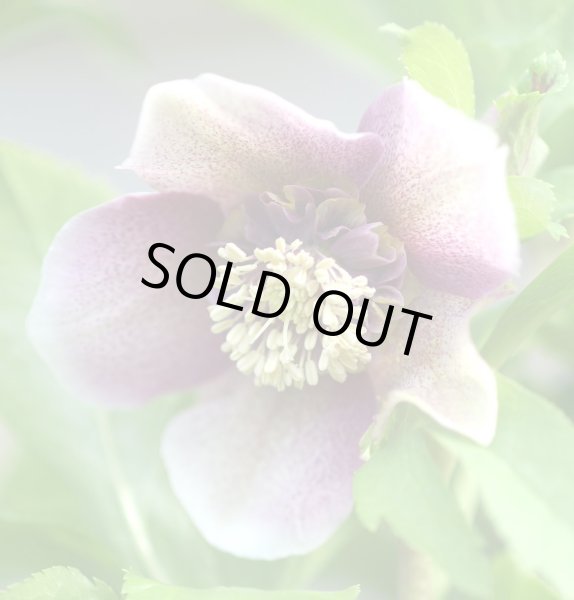 画像2: クリスマスローズ　セミダブルピンク系 (2)