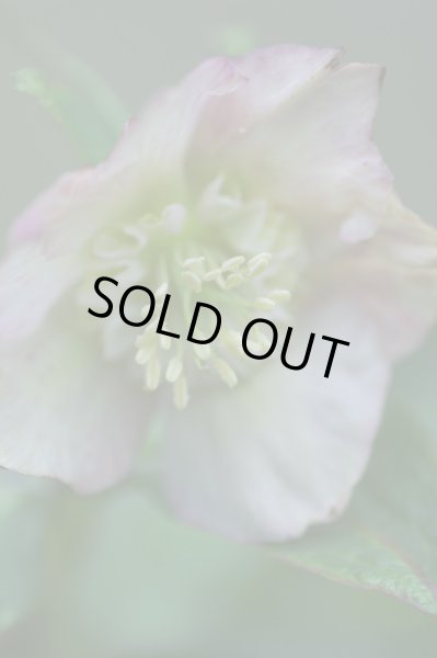 画像3: クリスマスローズ　セミダブルピンク系 (3)