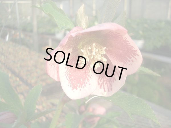 画像6: クリスマスローズ　シングルグッタータス系 (6)