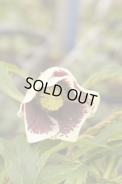 画像8: クリスマスローズ　シングルグッタータス系 (8)