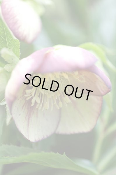 画像5: クリスマスローズ　シングルネクタリー系 (5)