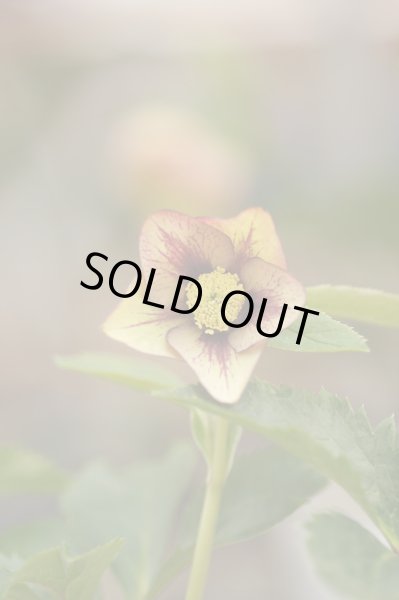 画像3: クリスマスローズ　シングルネクタリー系 (3)