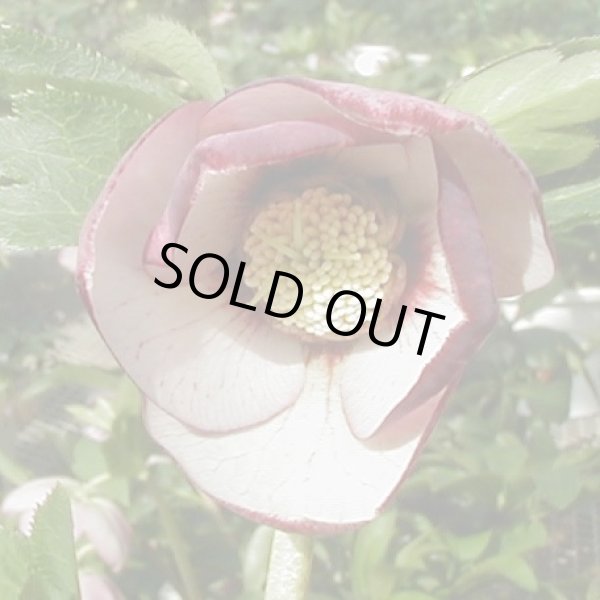 画像4: クリスマスローズ　シングルネクタリー系 (4)