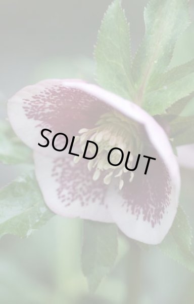 画像2: クリスマスローズ　シングルグッタータス系 (2)