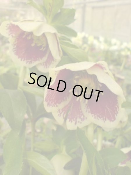 画像4: クリスマスローズ　シングルグッタータス系 (4)