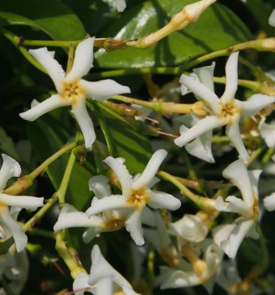 画像9: 白花テイカカズラ4号ポット苗 (9)