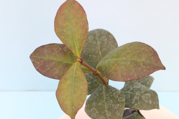 画像8: 白花テイカカズラ4号ポット苗 (8)