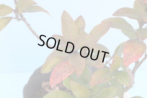 画像2: ピンク花テイカカズラ4号ポット苗 (2)