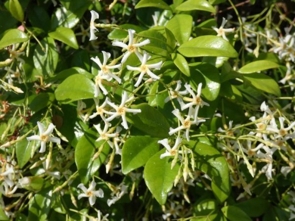 画像4: 白花テイカカズラ4号ポット苗 (4)