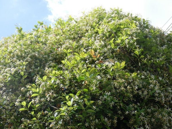 画像5: 白花テイカカズラ4号ポット苗 (5)