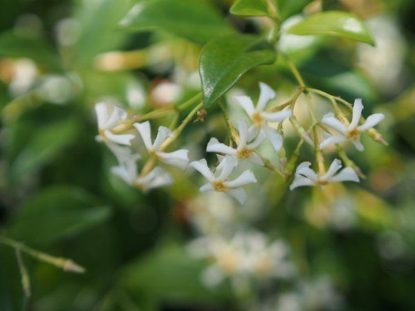 画像11: 白花テイカカズラ4号ポット苗 (11)