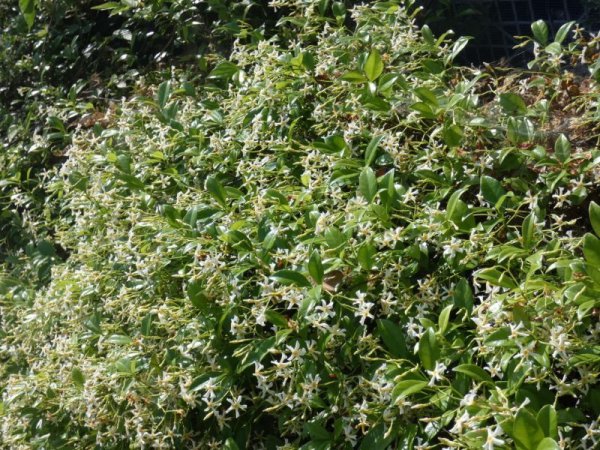 画像6: 白花テイカカズラ4号ポット苗 (6)