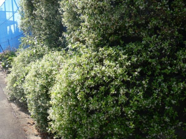 画像7: 白花テイカカズラ4号ポット苗 (7)