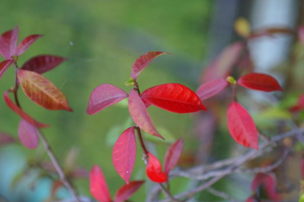 画像10: 白花テイカカズラ4号ポット苗 (10)