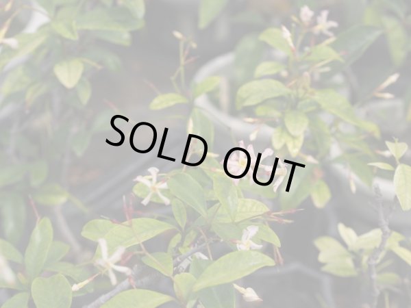 画像4: ピンク花テイカカズラ4号ポット苗 (4)