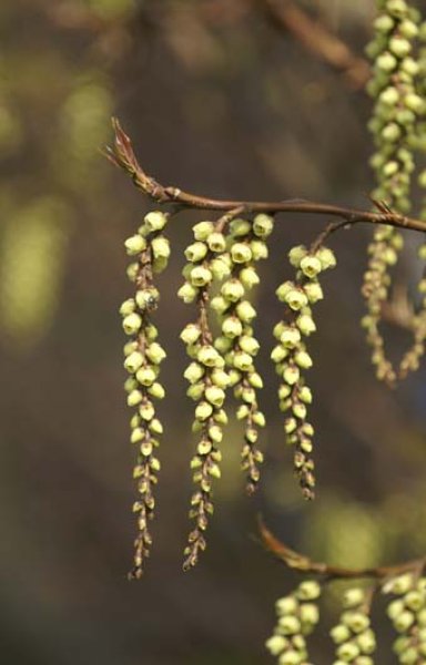 画像2: エゾキブシ9cm3号ポット苗 (2)