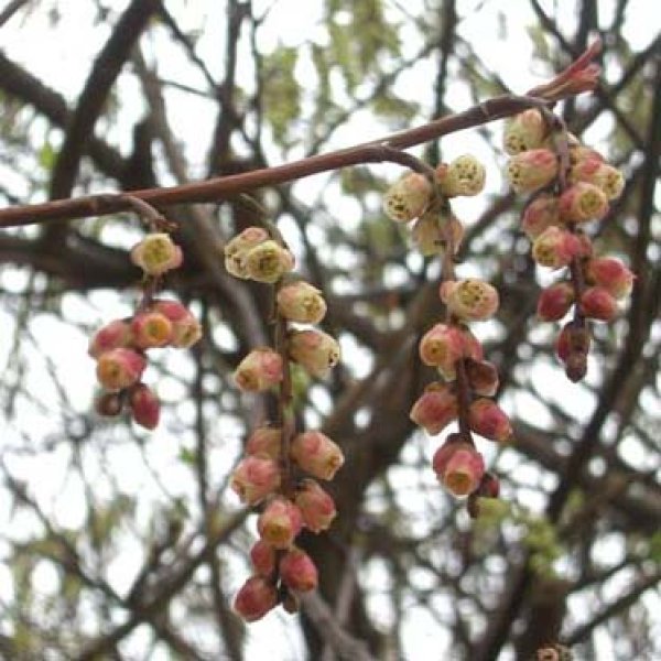 画像4: 赤花キブシ12cm4号ポット苗 (4)