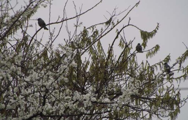 画像3: エゾキブシ9cm3号ポット苗 (3)