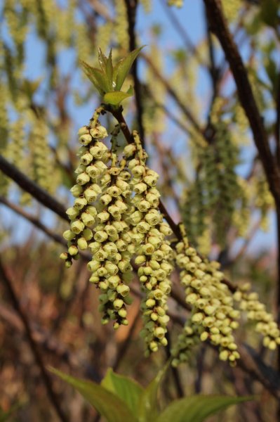 画像5: エゾキブシ9cm3号ポット苗 (5)