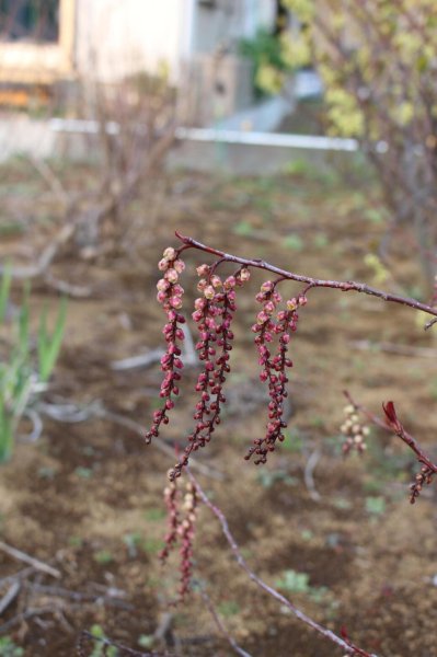 画像3: 赤花キブシ12cm4号ポット苗 (3)