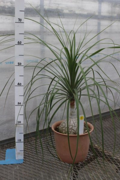 画像2: トックリラン7号鉢 (2)