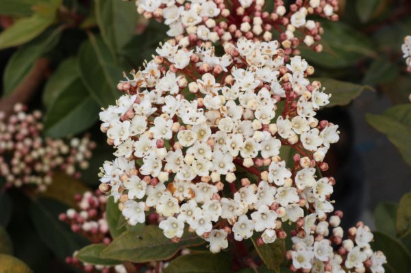 画像5: ティヌス（トキワガマズミ）　4号12cmポット苗 (5)