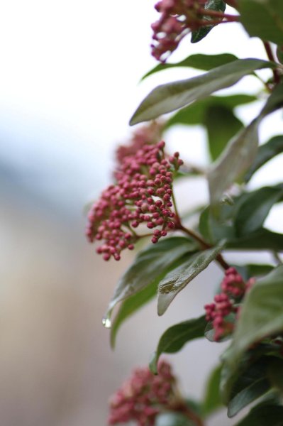 画像4: ティヌス（トキワガマズミ）　4号12cmポット苗 (4)