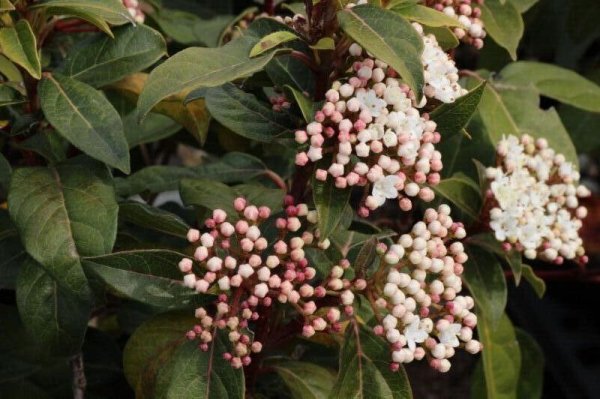 画像2: ティヌス（トキワガマズミ）　4号12cmポット苗 (2)