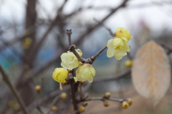 画像4: 素芯ロウバイ3号ポット苗 (4)