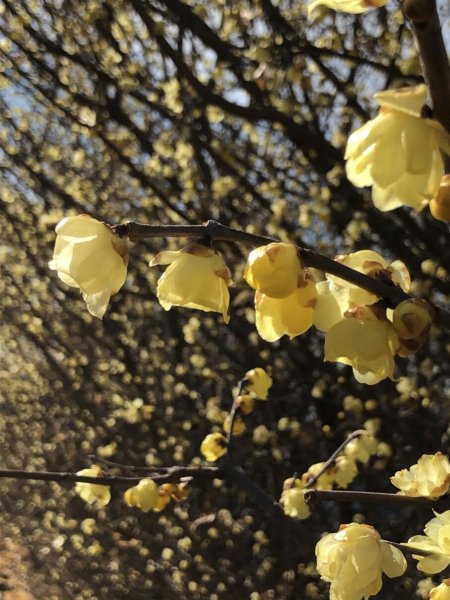 画像2: 素芯ロウバイ3号ポット苗 (2)