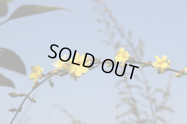 画像3: 雲南黄梅12cmポット苗 (3)