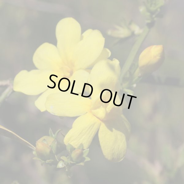 画像4: 雲南黄梅12cmポット苗 (4)