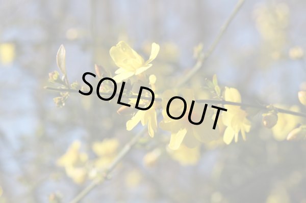 画像2: 雲南黄梅12cmポット苗 (2)