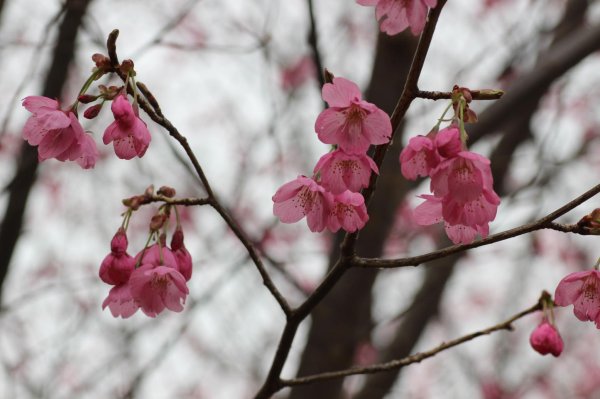 画像4: 横浜緋桜 10.5cmポット苗 (4)