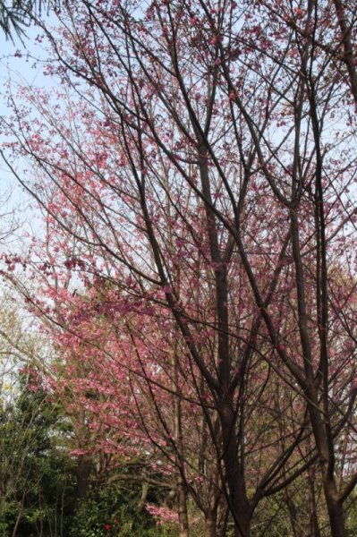 画像3: 横浜緋桜 10.5cmポット苗 (3)