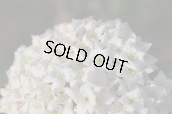 画像8: オオチョウジガマズミ 9cmポット苗 (8)