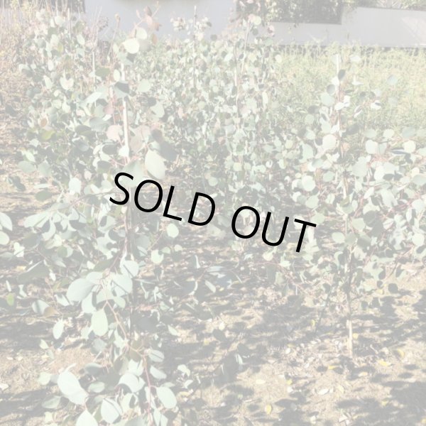 画像4: ユーカリ　ポポラス　5号鉢 (4)