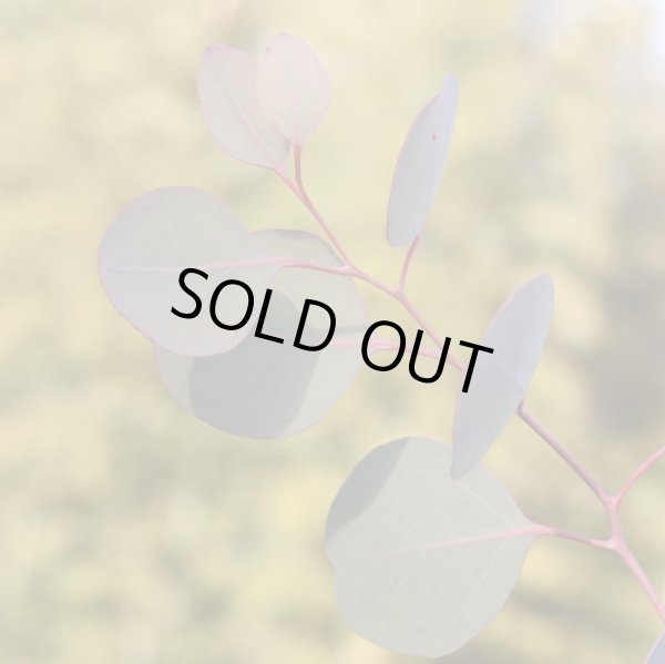 画像3: ユーカリ　ポポラス　5号鉢 (3)