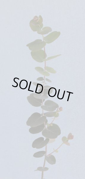 画像3: ユーカリ　グニー　5号鉢 (3)