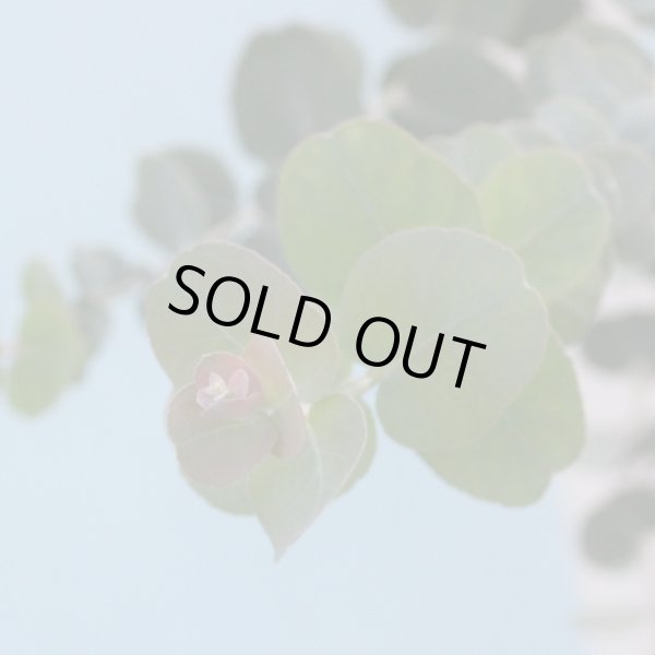 sold out 鉢 - 工芸品