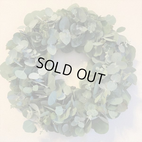 画像5: ユーカリ　ポポラス　5号鉢 (5)