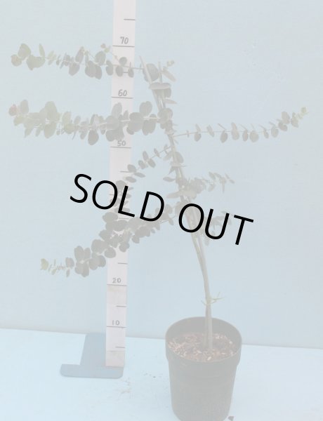 画像4: ユーカリ　グニー　5号鉢 (4)