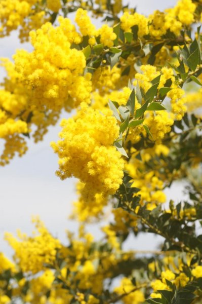 画像4: 三角葉ミモザアカシア・カルトリフォラミス　4号（12cm）ポット (4)