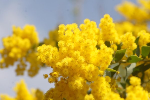 画像3: 三角葉ミモザアカシア・カルトリフォラミス　4号（12cm）ポット (3)