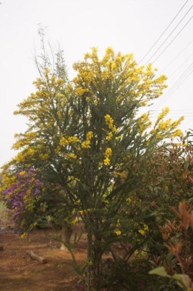 画像2: 三角葉ミモザアカシア・カルトリフォラミス　4号（12cm）ポット (2)