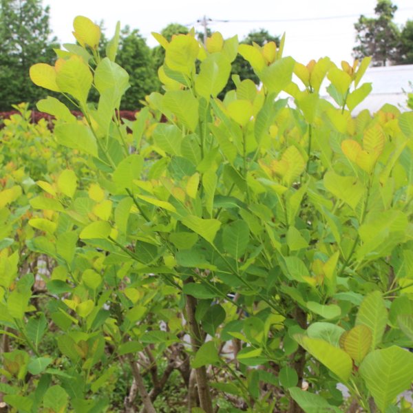 画像9: スモークツリー・グリーンボ－ル　9cmポット苗 (9)