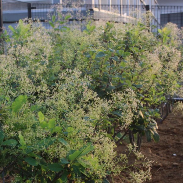 画像8: スモークツリー・ブランシュシュ　9cmポット苗 (8)