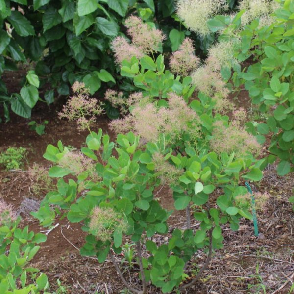 画像2: スモークツリー・ロゼシュシュ　9cmポット苗 (2)