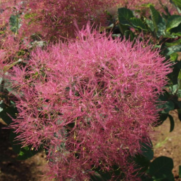 画像1: スモークツリー・マロンシュシュ　9cmポット苗 (1)